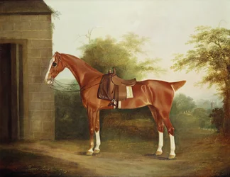 Paard met Zijzadel